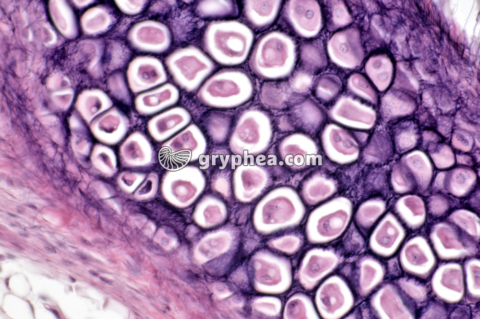 Cartilage élastique x100 - gryphea.com